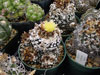 Tenuissima de Copiapoa
