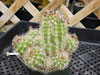 Tuberculata de Matucana