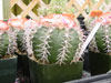Violaceus de Melocactus