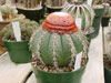Zehntneri de Melocactus