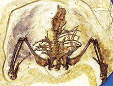 Esqueleto fossilizado da ave chinesa