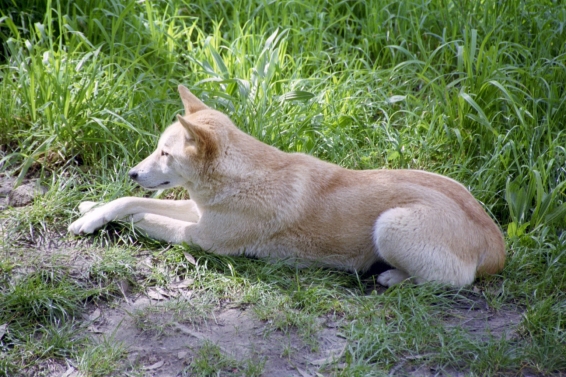 Dingo: você conhece o cão selvagem da Austrália?