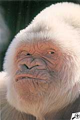 macaco Albino>>>>>>