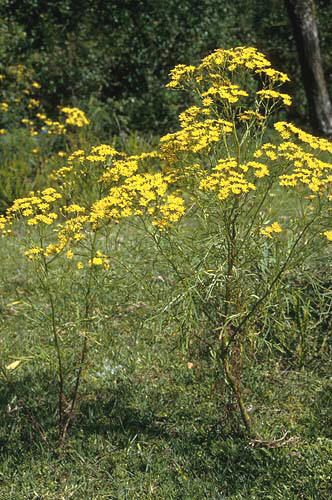 Asclepias curassavica L. Planta tóxica