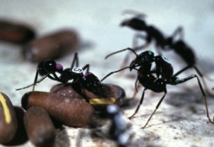 Pesquisas revelam: o olfato é a principal linguagem das formigas