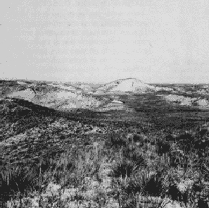 Vegetation in the
 Nebraska Sand Hills