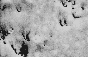 Viking image of crescent-shaped
dunes on Mars