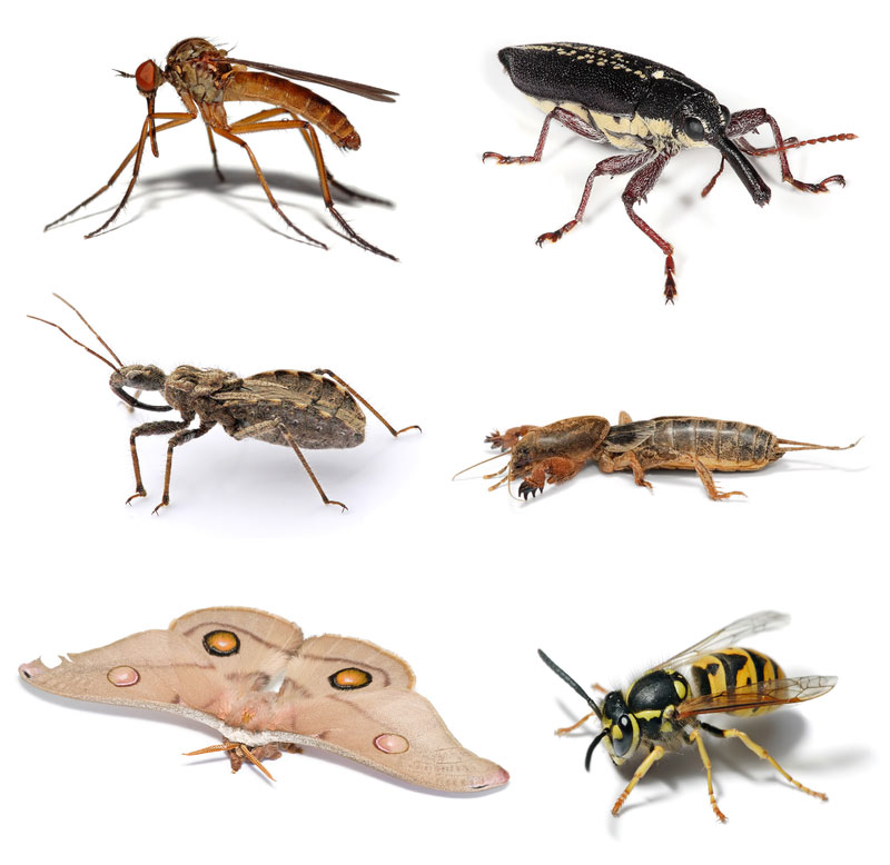 Insecta News: INSETO DO DIA