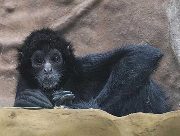 Macaco-aranha (Ateles belzebuth) - Ambientebrasil - Ambientes