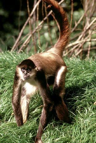 Macaco Aranha Ateles belzebuth fotos - Ache Tudo e Região