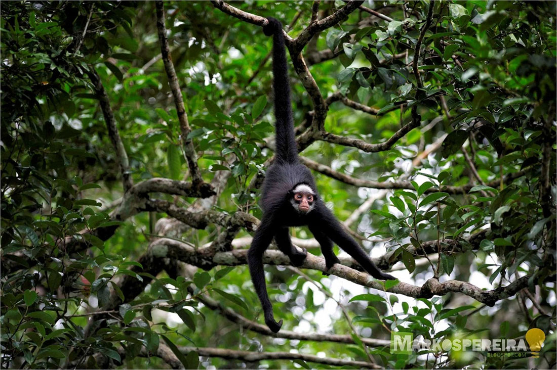 Macaco-aranha (Ateles belzebuth) - Ambientebrasil - Ambientes