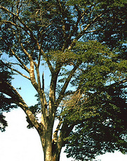 Tico e Teco: Sarilhos na Árvore, Wiki Dobragens Portuguesas