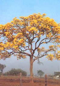 Ipê amarelo do cerrado