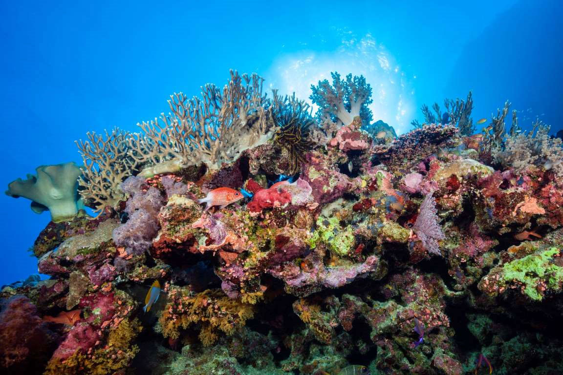 Great coral reef