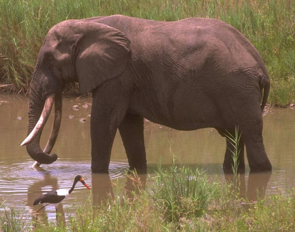 O elefante é melhor que o cavalo? conheça Chaturanga, o pai do