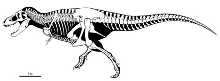 Tiranossauro Rex