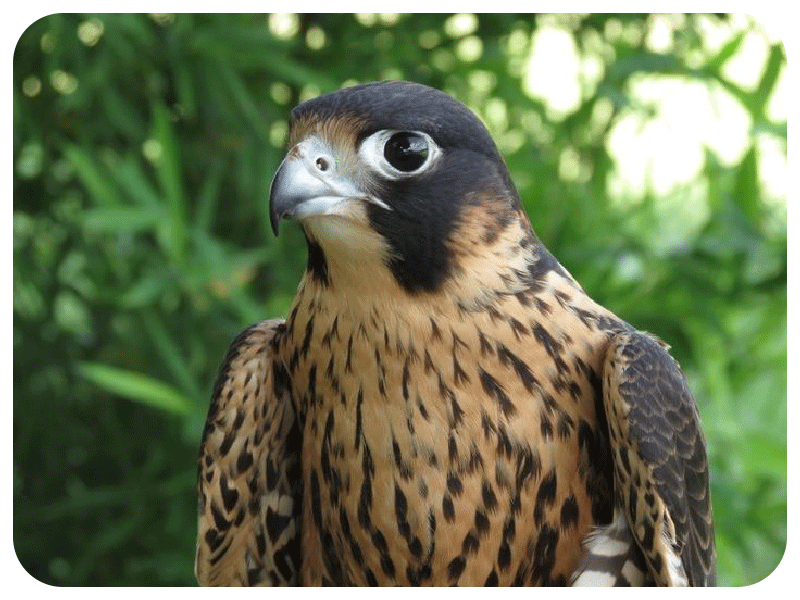 gaviao-peregrino