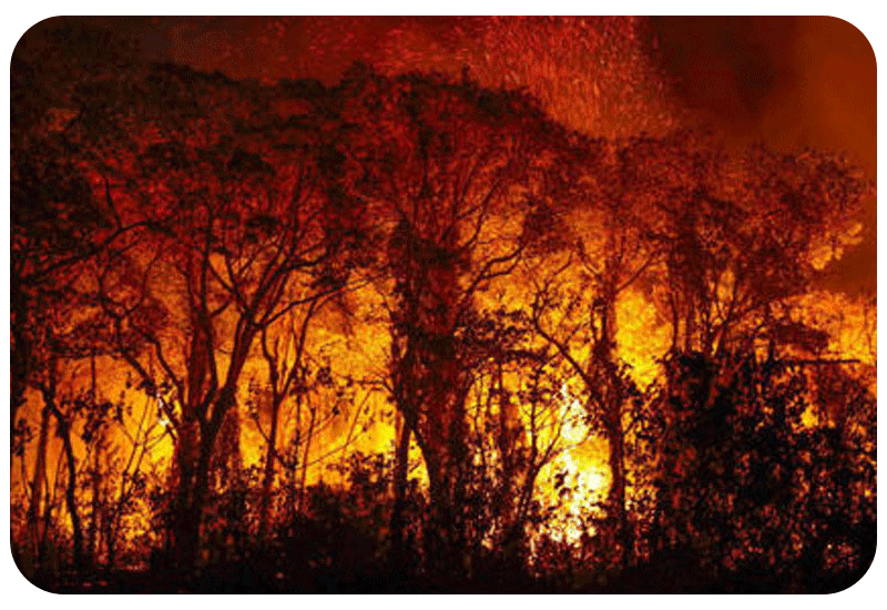 Pantanal em chamaas