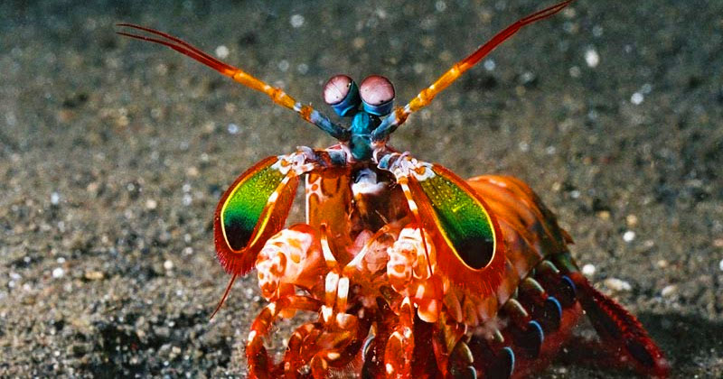 Camarão Mantis