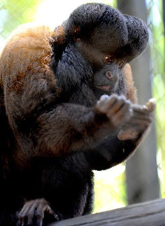 Macaco Cuxiu Preto