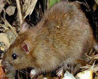 Rato gigante que caiu do céu é uma nova espécie