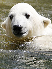Urso polar chega nadando à Islândia