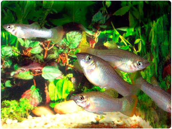 F Mea De Esp Cie De Peixe Atra Da Por Parceiros Bissexuais