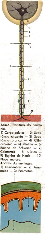 Neurnios