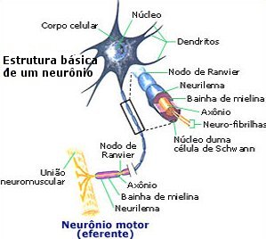 Neurônio
