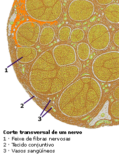 O NERVO