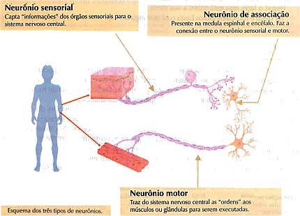 Neurônio